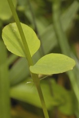 Drymaria villosa