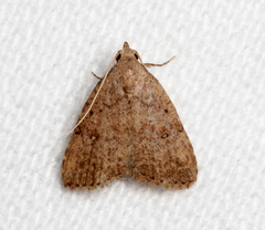 Tolpiodes oligolasia