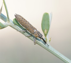 Belidae