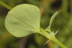 Drymaria villosa