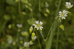 Drymaria villosa