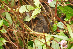 Sylvilagus gabbi