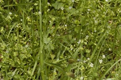 Drymaria villosa