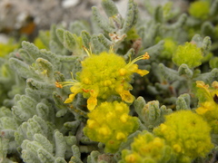 Teucrium aureum