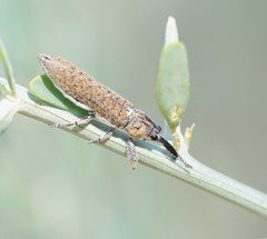 Belidae
