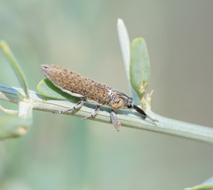 Belidae