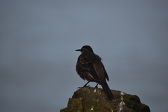 Cinclodes taczanowskii