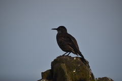 Cinclodes taczanowskii