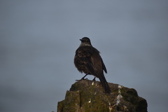 Cinclodes taczanowskii