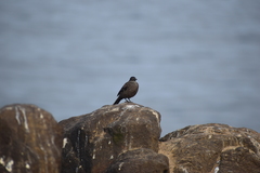 Cinclodes taczanowskii