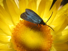 Turneriprocris dolens