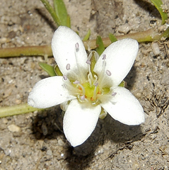 Arenaria bourgaei