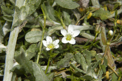 Arenaria bourgaei