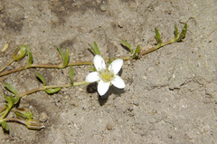 Arenaria bourgaei