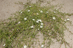 Arenaria bourgaei