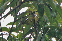 Euphonia luteicapilla