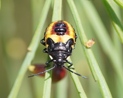 Aplerotus maculatus