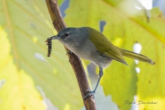 Microligea palustris