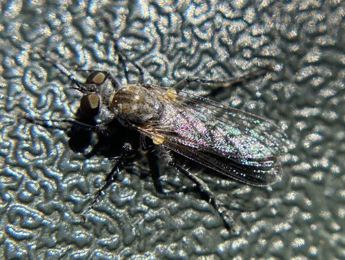 iNaturalist observation photo of Brachyrhopalinae