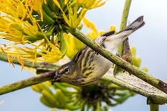 Setophaga tigrina