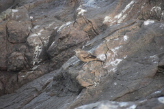 Cinclodes taczanowskii