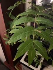 Ailanthus altissima