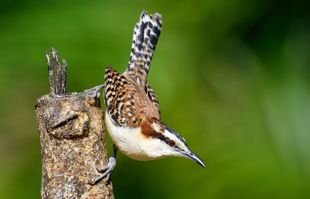 Rufous-backed Wren photo