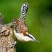 Rufous-naped Wren - Photo (c) Ad Konings, some rights reserved (CC BY-NC), uploaded by Ad Konings