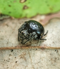 Araneus nox