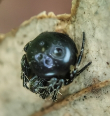 Araneus nox