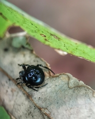 Araneus nox