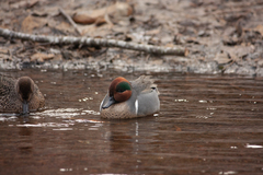 Anas crecca carolinensis