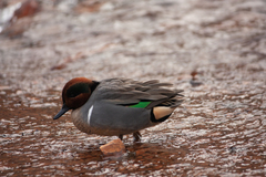 Anas crecca carolinensis