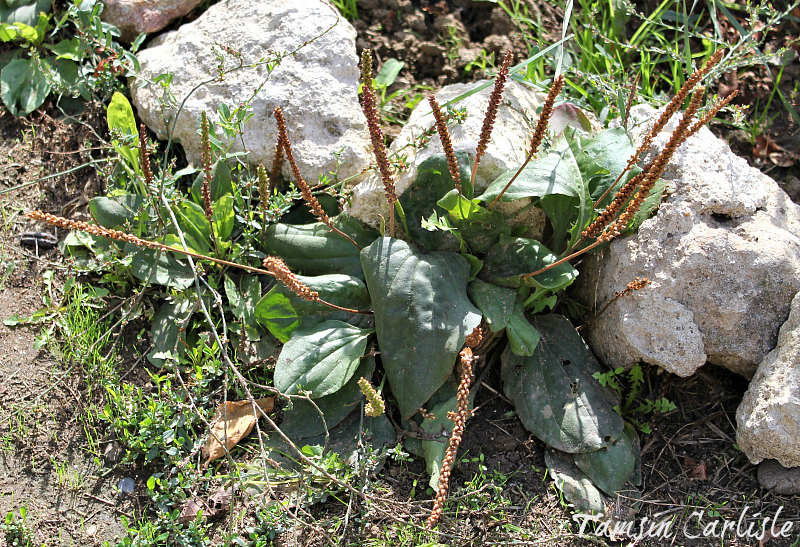 Plantago