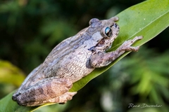 Osteopilus dominicensis