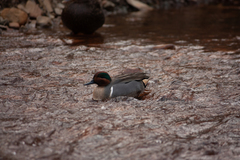 Anas crecca carolinensis