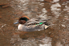 Anas crecca crecca
