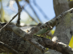 Arunta interclusa