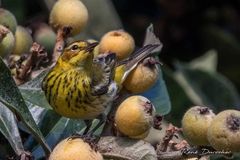 Setophaga tigrina