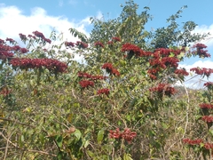 Combretum argenteum