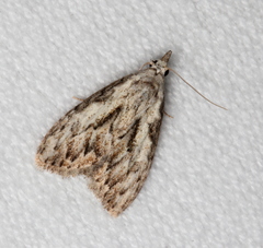 Nola pleurochorda