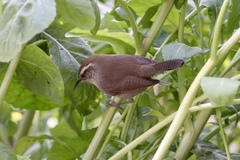 Thryomanes bewickii