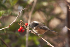 Poecile atricapillus
