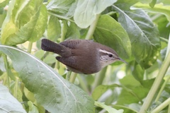 Thryomanes bewickii