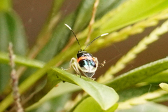 Paratriarius adonis