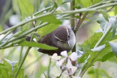 Thryomanes bewickii
