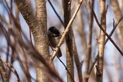 Poecile atricapillus