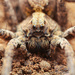 Koch's Wolf Spider - Photo (c) Mason S., some rights reserved (CC BY-NC), uploaded by Mason S.