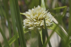 Cyperus seslerioides