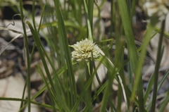 Cyperus seslerioides